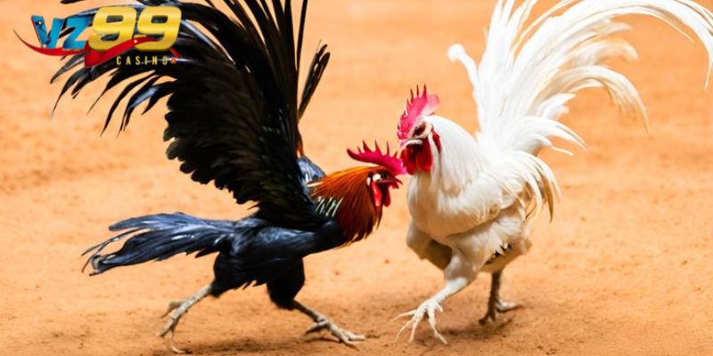 Giới thiệu tổng quan về đá gà VZ99
