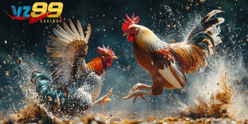 Các hình thức đá gà VZ99 phổ biến và cách tham gia